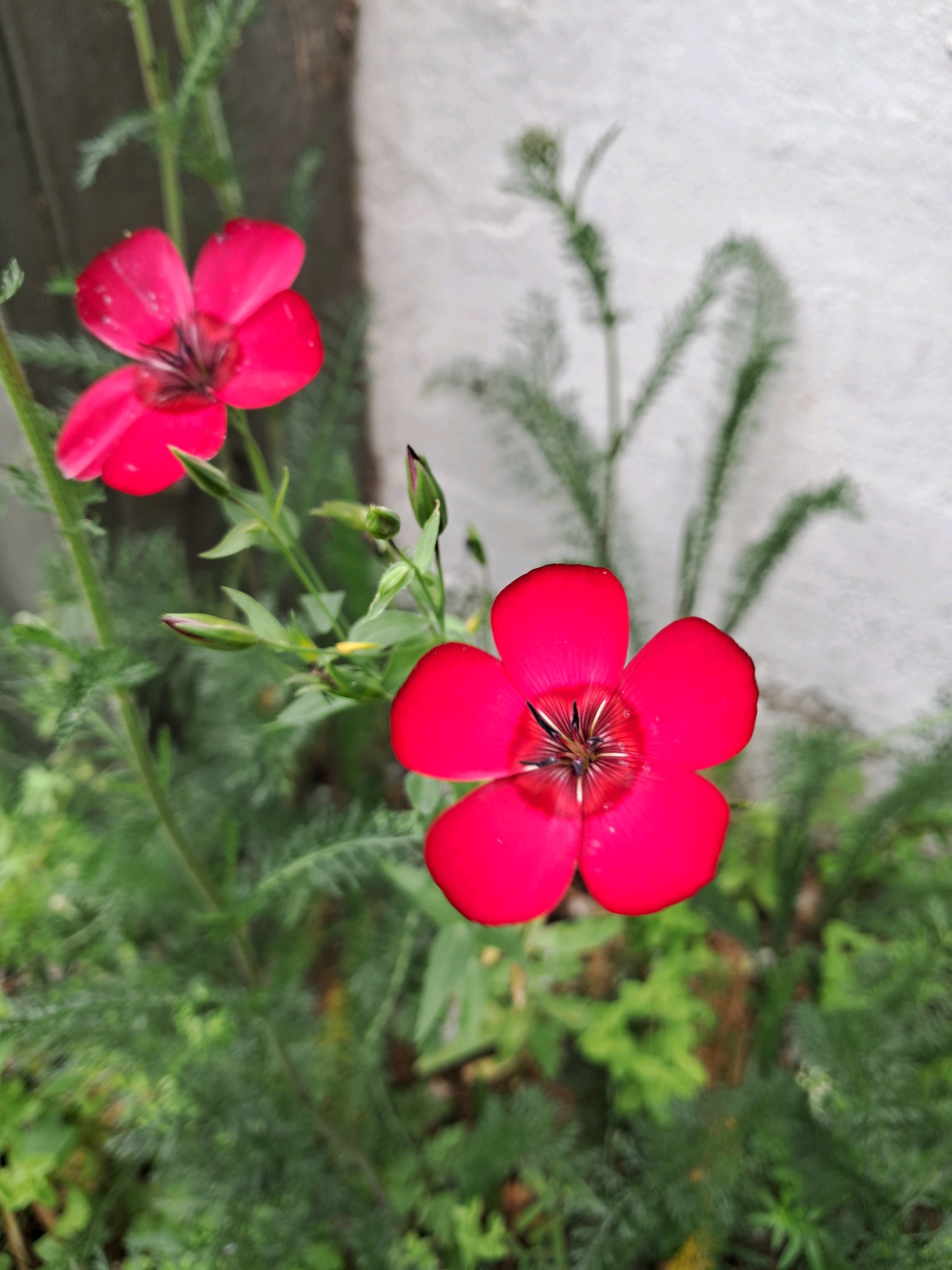 Linum grandiflorum (Scarlet Flax) (alternate view 12)