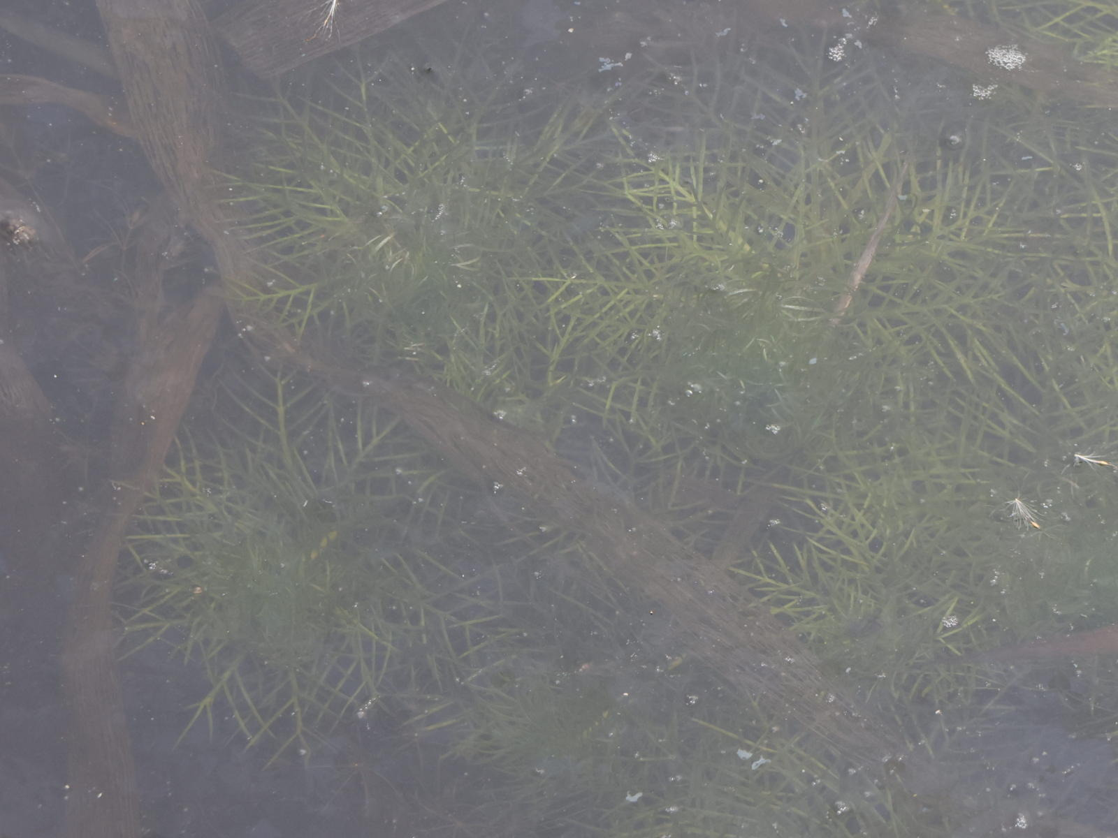 Hottonia palustris (Water Violet) (alternate view 12)