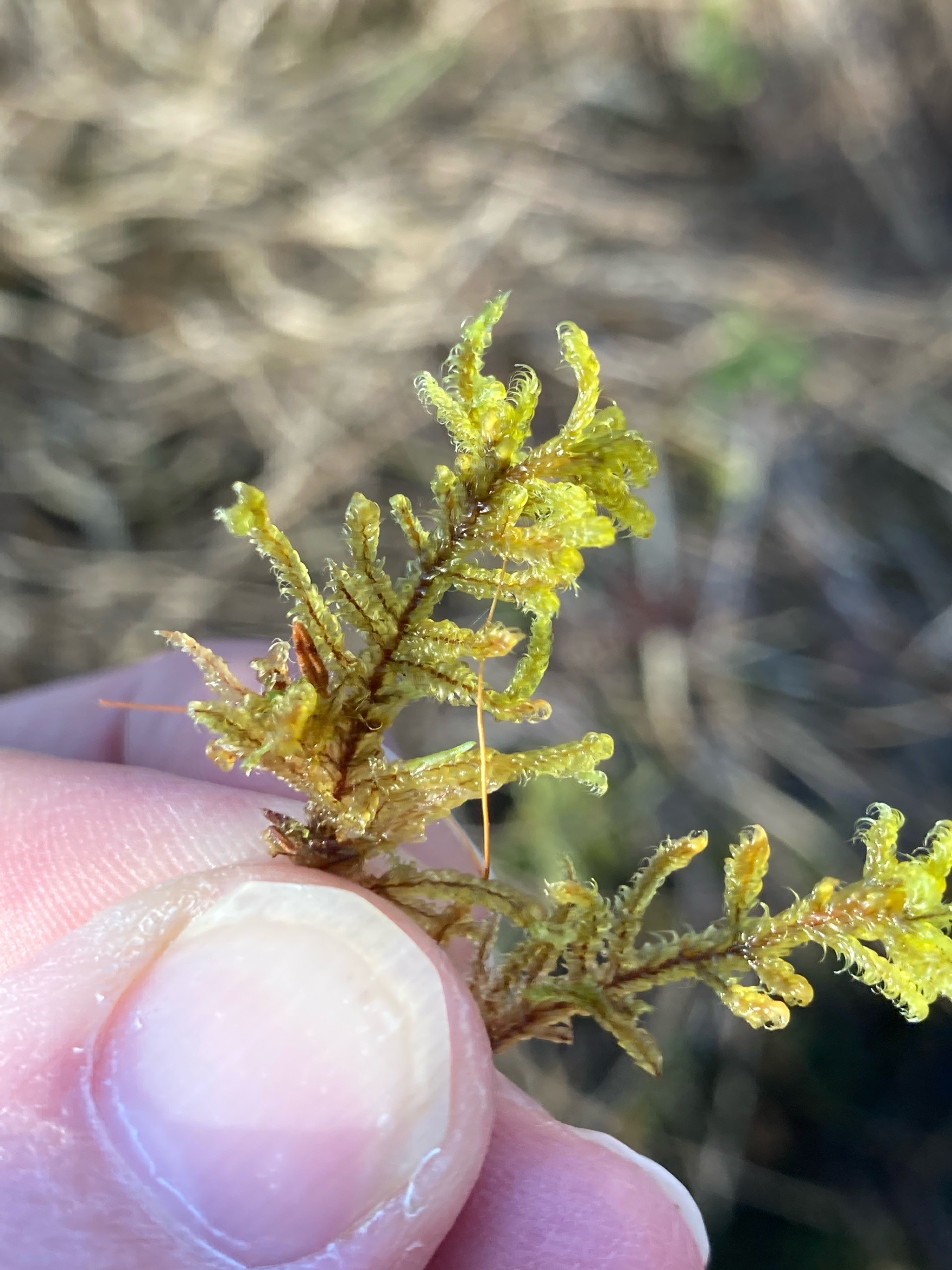 Callicladium imponens (brocade moss) (alternate view 6)