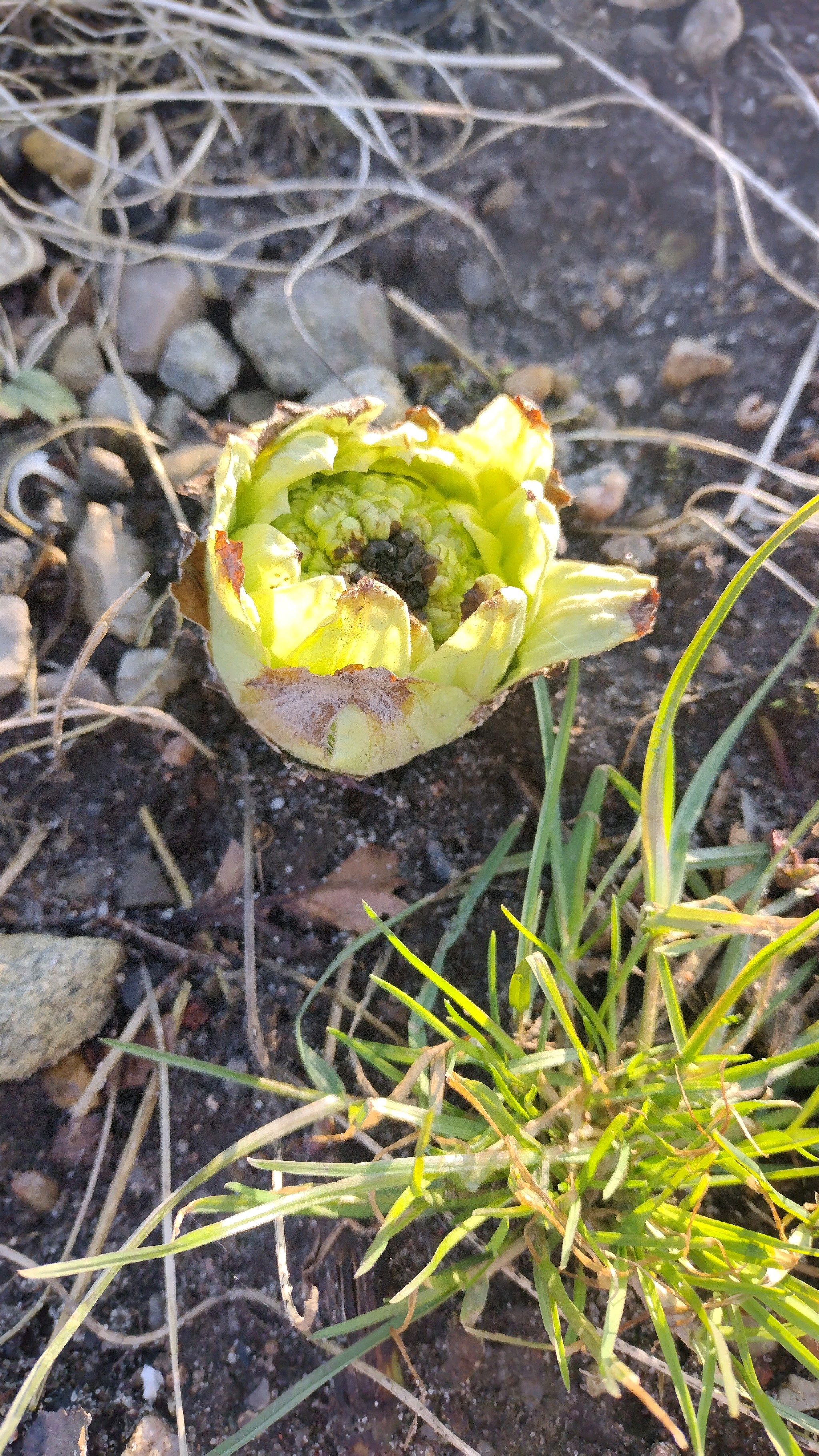 Petasites japonicus (fuki,butterburr) (alternate view 10)