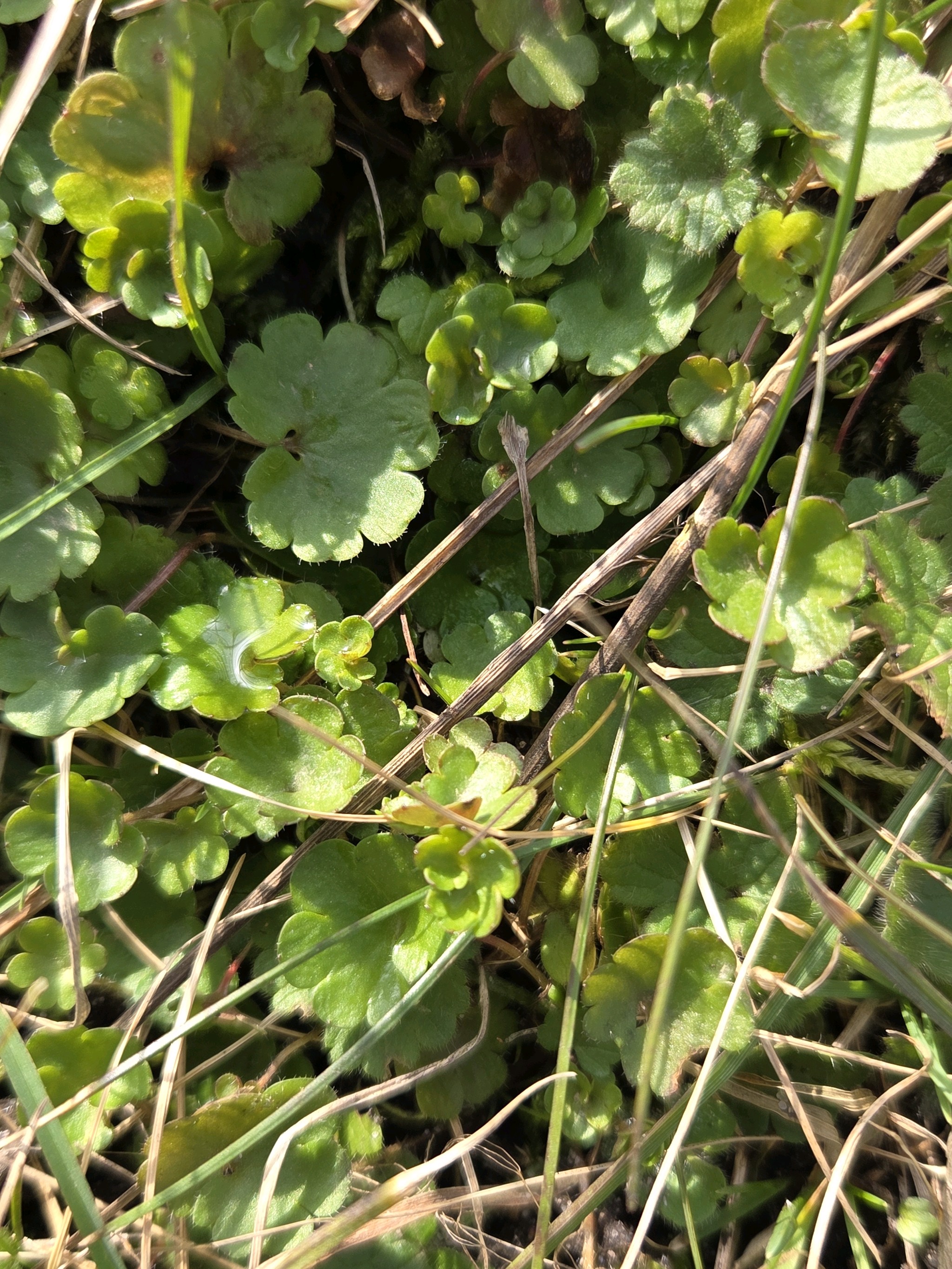 Saxifraga granulata (Meadow Saxifrage) (alternate view 12)
