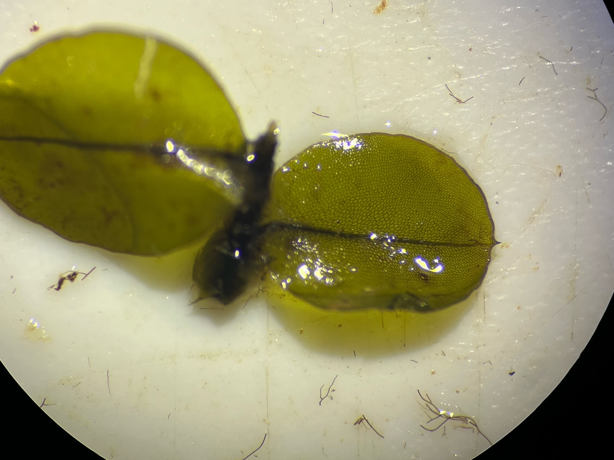 Rhizomnium punctatum (Dotted Thyme-moss) (alternate view 9)