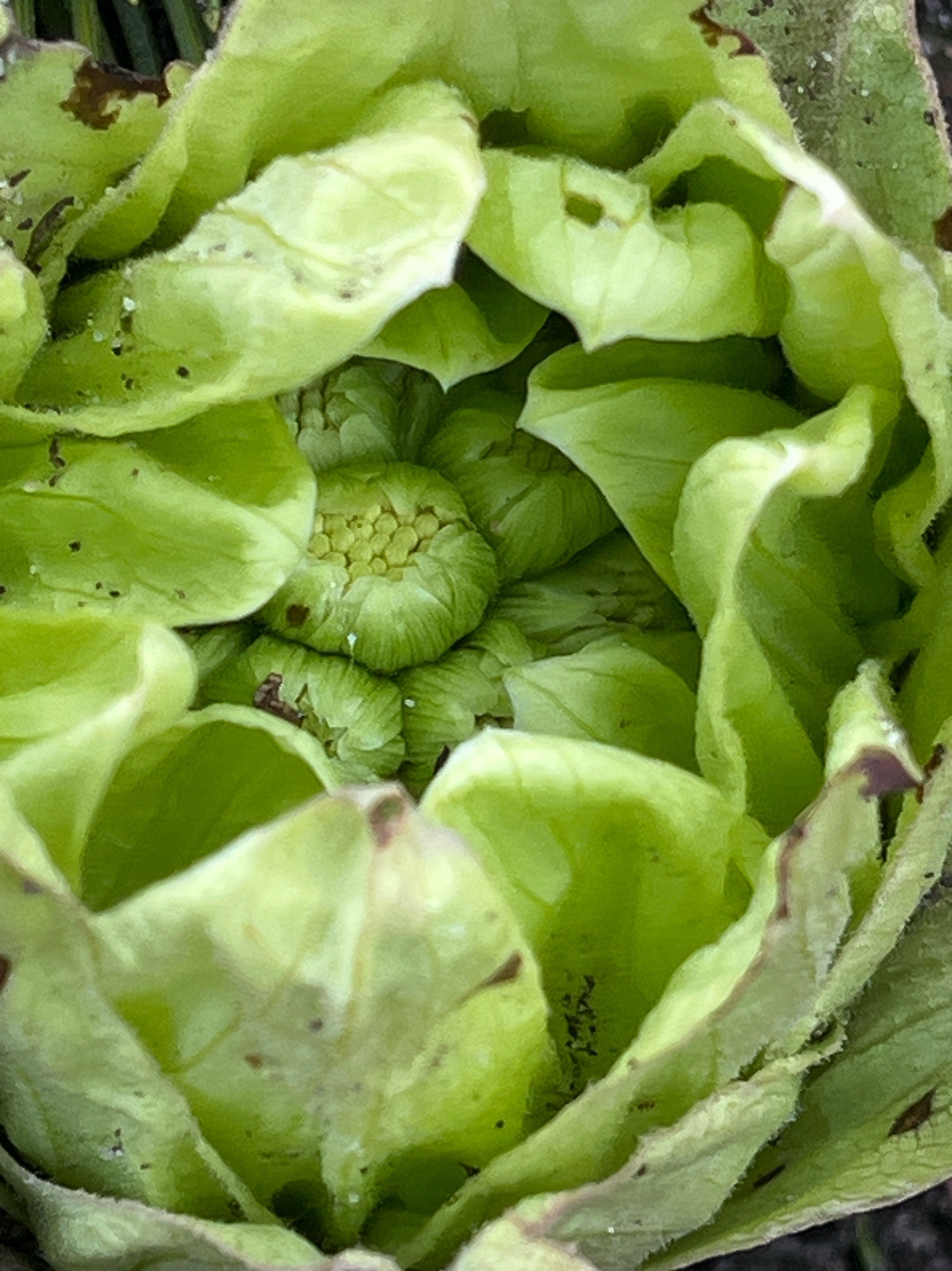 Petasites japonicus (fuki,butterburr) (alternate view 11)