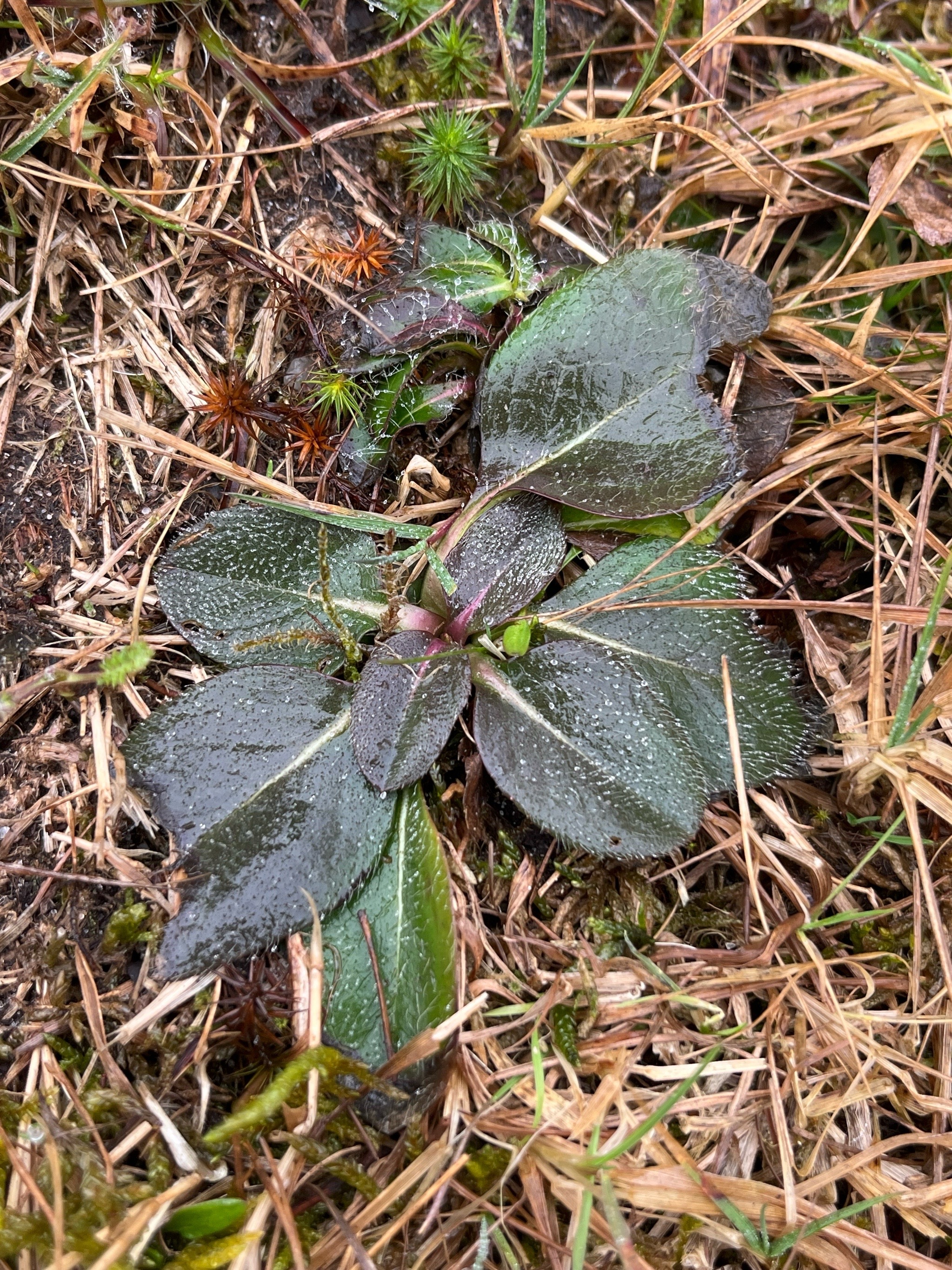 Succisa pratensis (Devil's-bit Scabious) (alternate view 13)