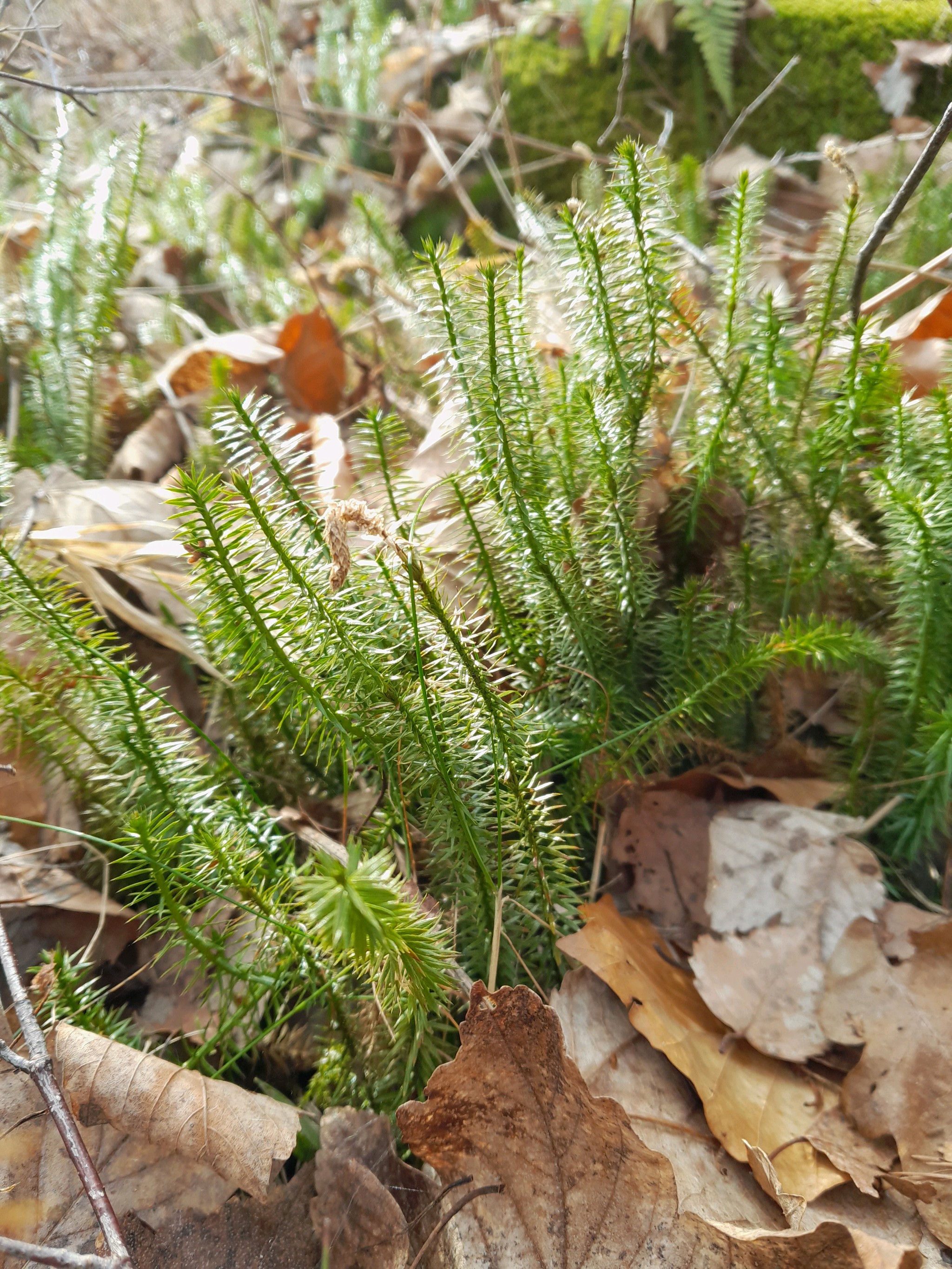 Spinulum annotinum (interrupted clubmoss) (alternate view 9)