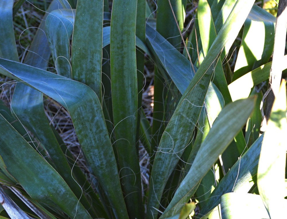Yucca filamentosa (yucca)