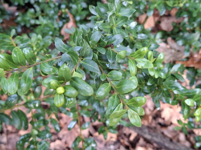 Ilex crenata (Japanese holly) (alternate view 2)