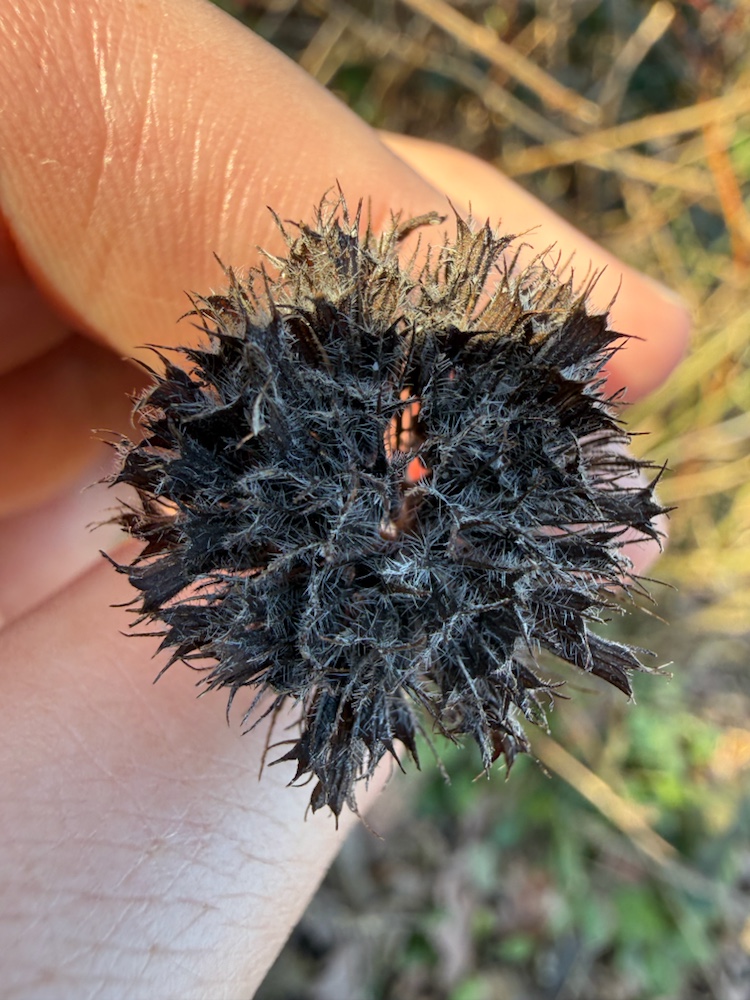 Clinopodium (Calamints)