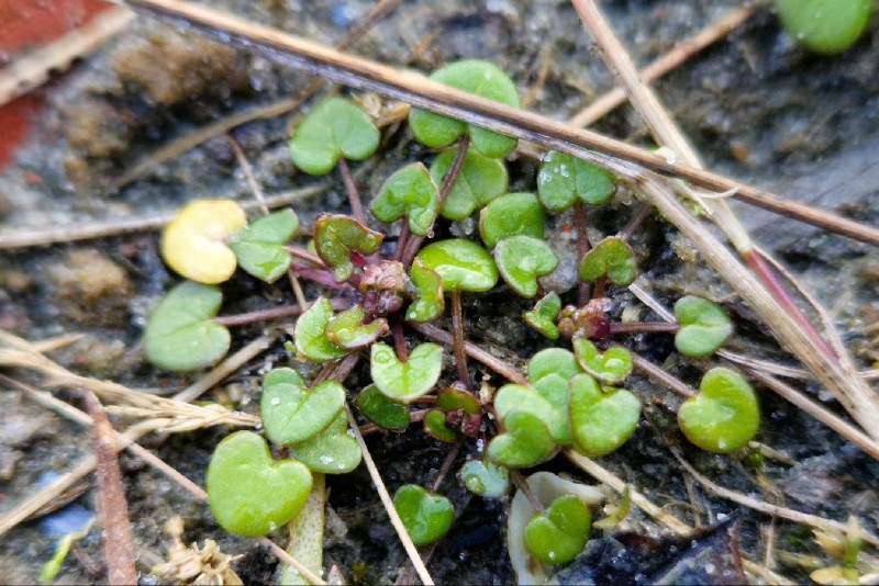 Cochlearia danica (Danish Scurvy-grass) (alternate view 13)