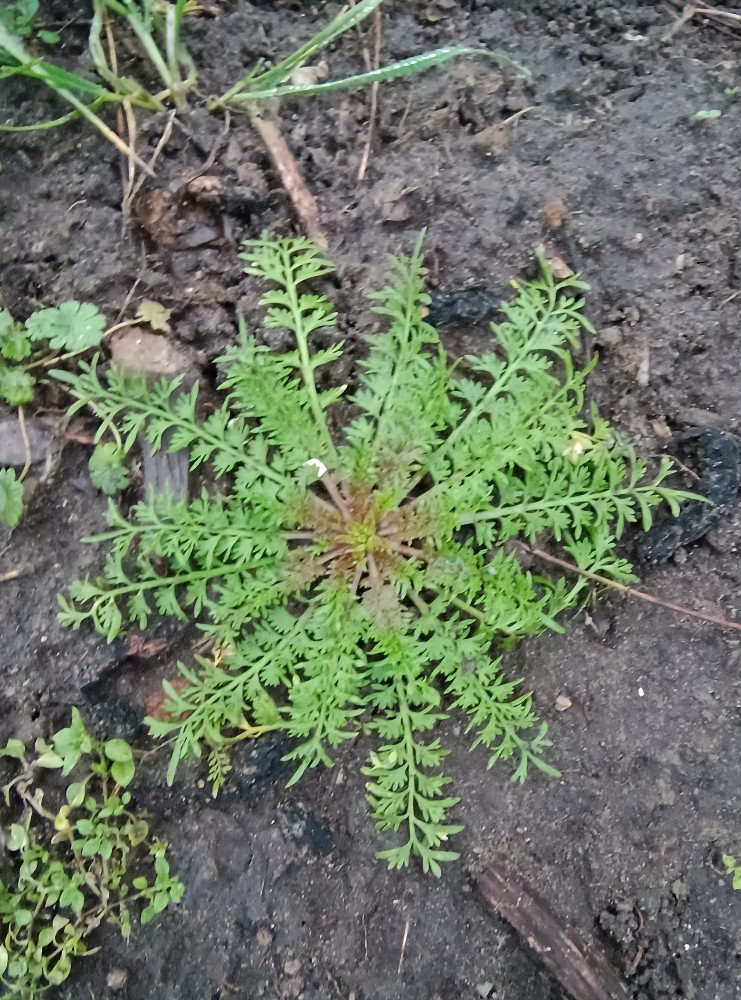 Lepidium didymum (Lesser swine-cress) (alternate view 12)