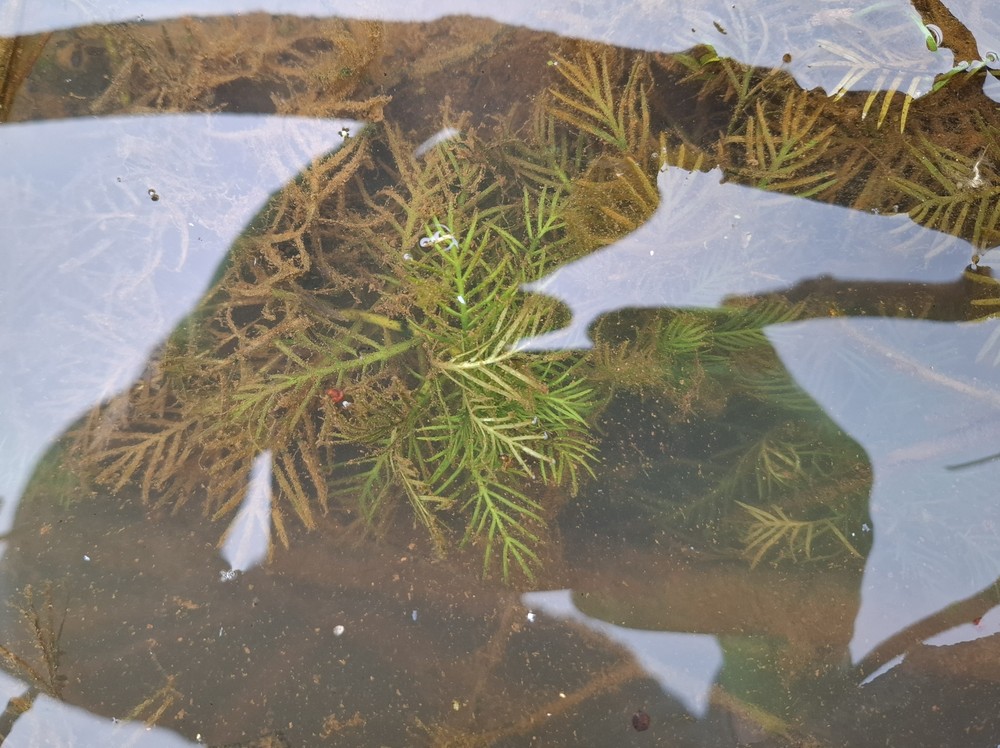 Hottonia palustris (Water Violet) (alternate view 11)
