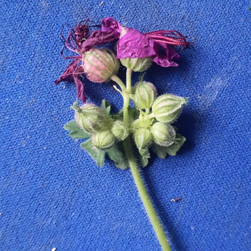 Geranium macrorrhizum (Bigroot Geranium) (alternate view 12)