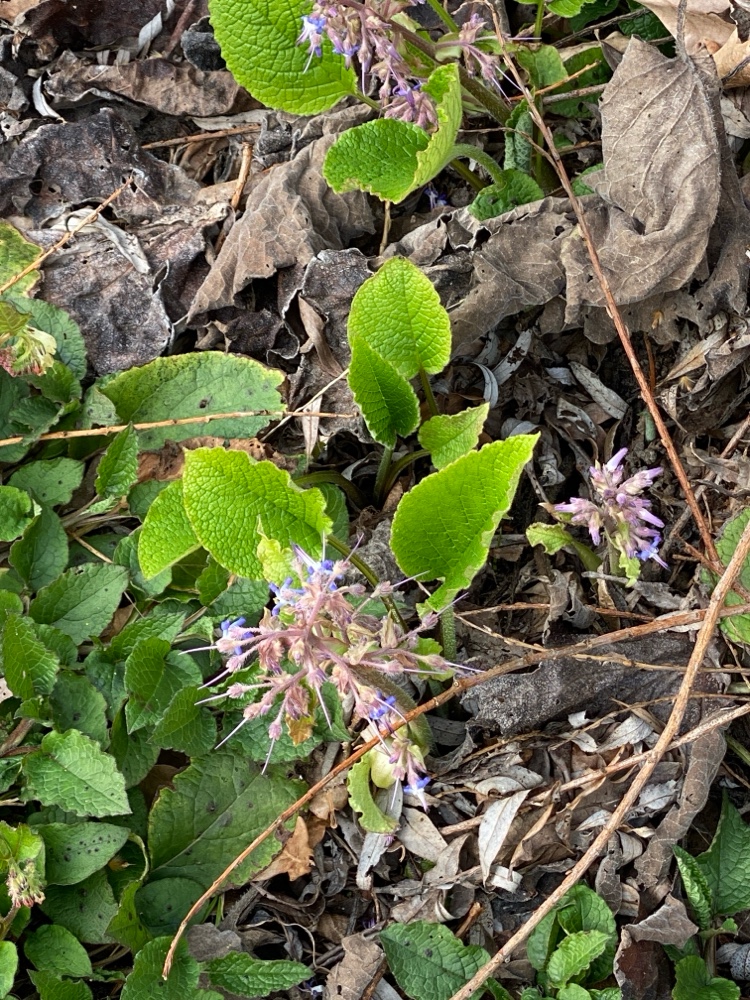 Trachystemon orientalis (giant borage) (alternate view 10)