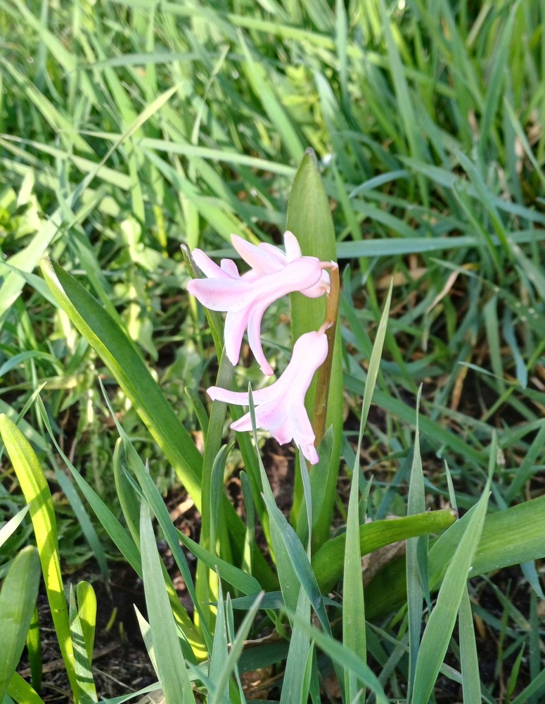 Hyacinthus (Hyacinths)