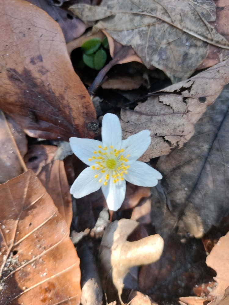 Anemonoides nemorosa (wood anemone) (alternate view 6)