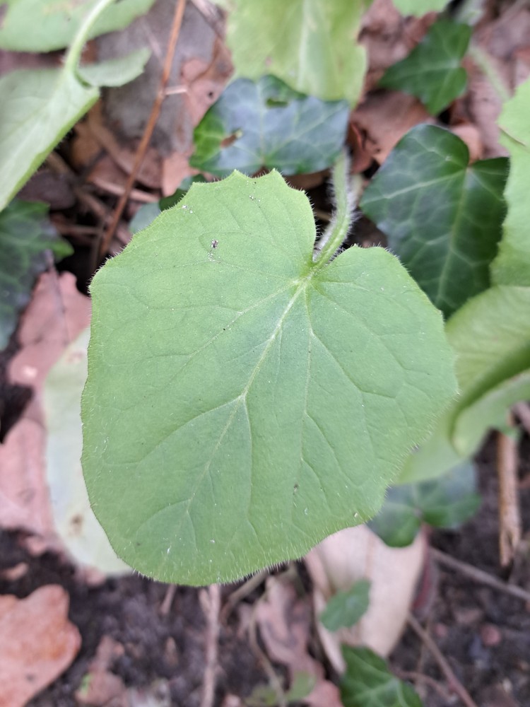 Doronicum pardalianches (Leopard's-bane) (alternate view 11)
