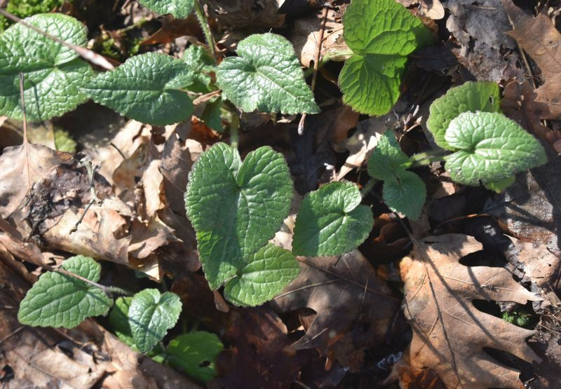 Lunaria annua (moneyplant) (alternate view 12)
