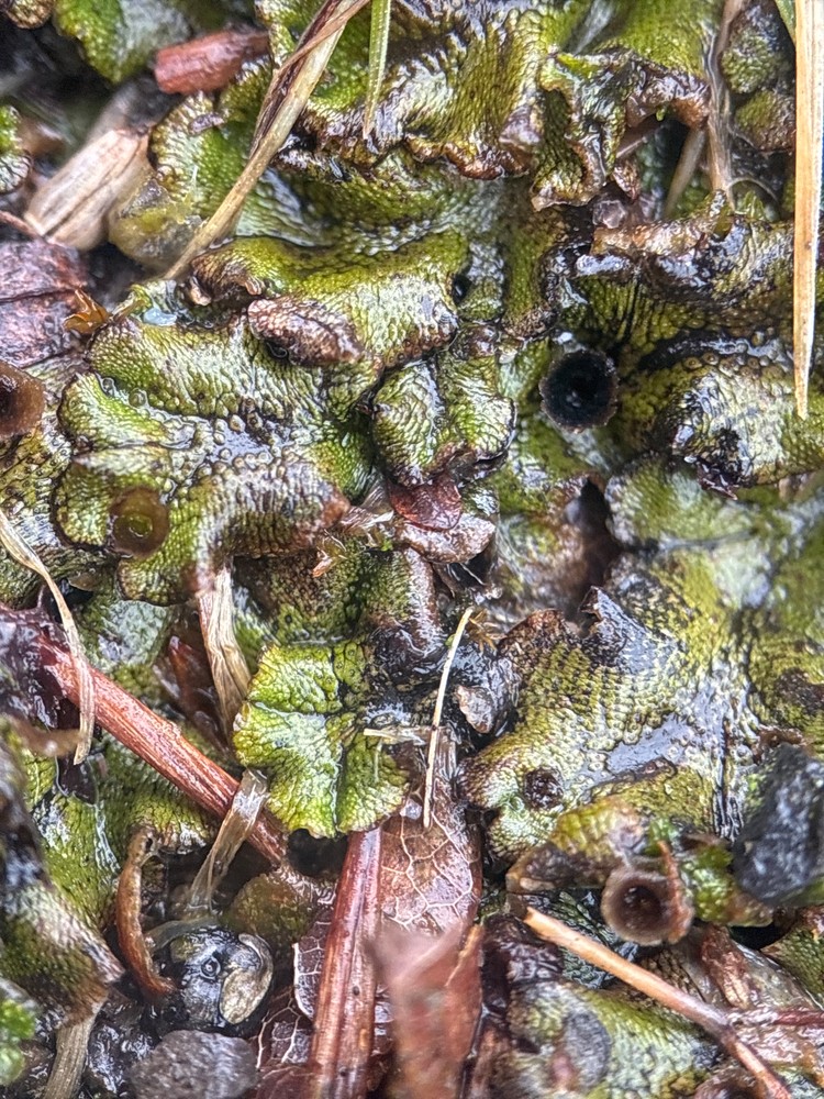 Marchantia (alternate view 4)