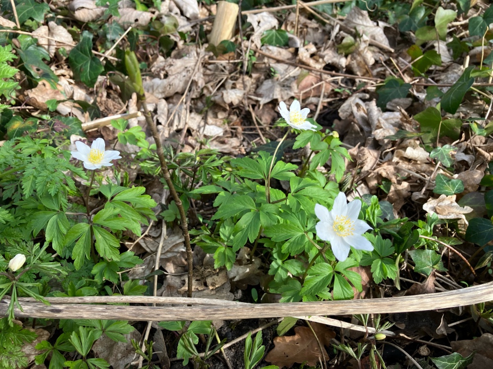 Anemonoides nemorosa (wood anemone) (alternate view 9)