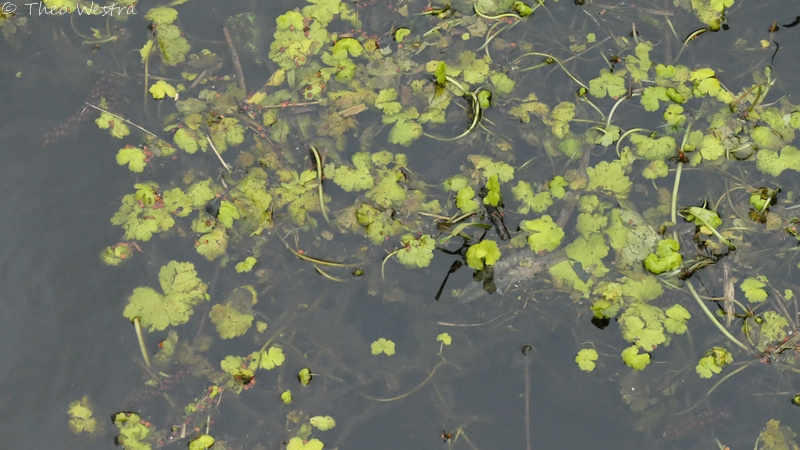 Hydrocotyle ranunculoides (floating marsh pennywort) (alternate view 12)