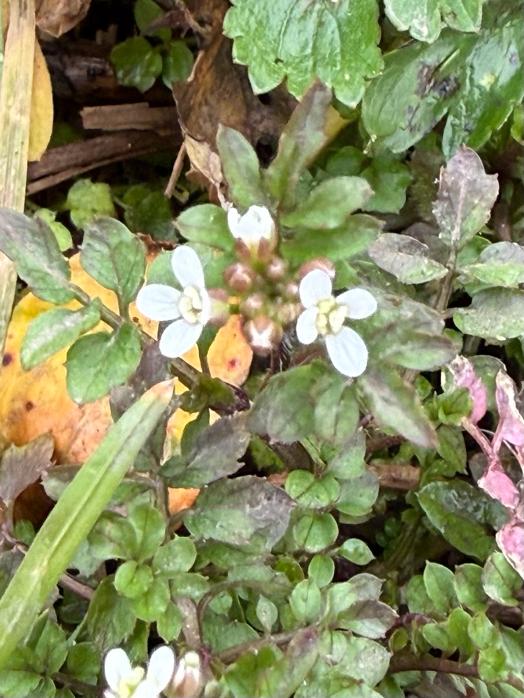 Cardamine flexuosa (wavy bittercress) (alternate view 12)