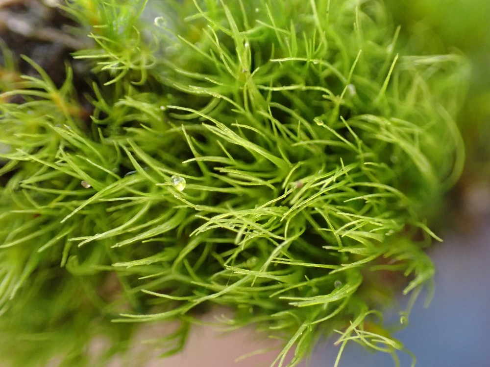 Dicranella heteromalla (Silky Forklet-moss) (alternate view 11)