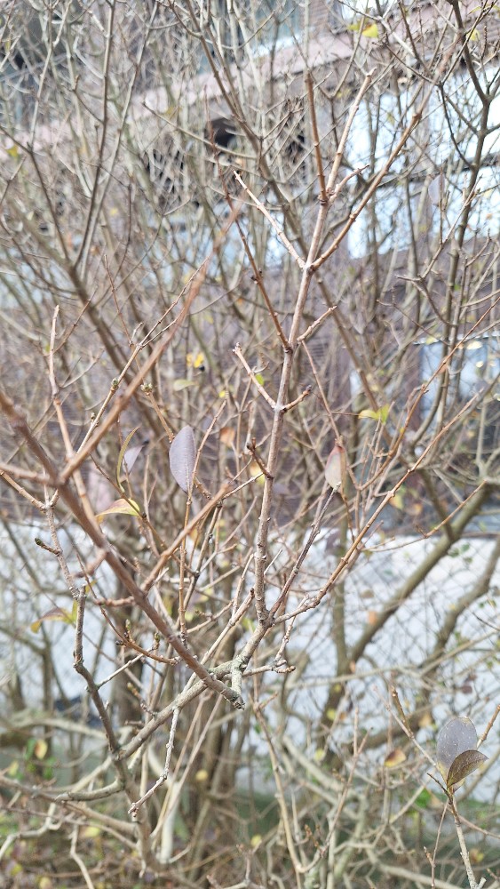 Cornus mas (Cornelian cherry) (alternate view 3)