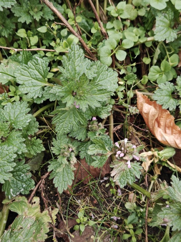 Lamium hybridum (cutleaf deadnettle) (alternate view 12)