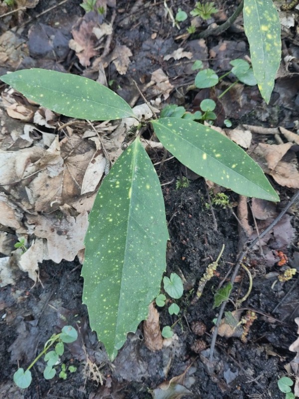 Aucuba japonica (Japanese aucuba) (alternate view 3)