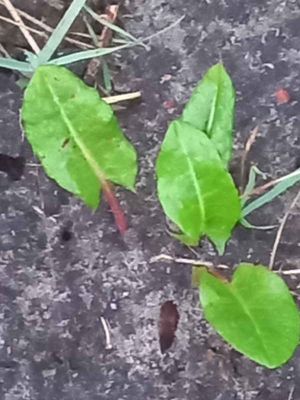 Rumex acetosa (Sorrel) (alternate view 11)