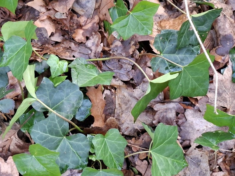Hedera hibernica (Atlantic or Irish ivy) (alternate view 13)