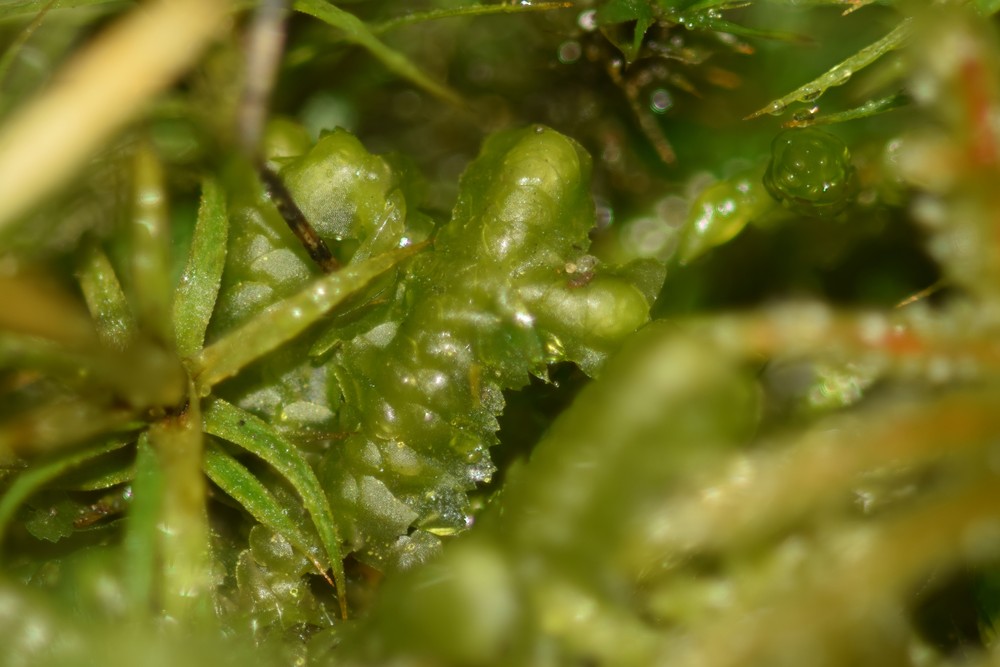 Bazzania trilobata (greater whipwort) (alternate view 2)