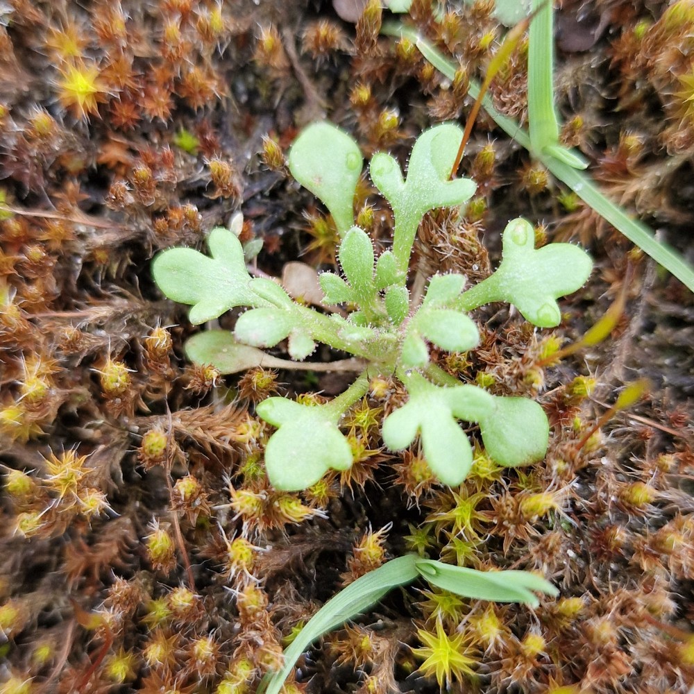 Saxifraga tridactylites (Rue-leaved Saxifrage) (alternate view 11)