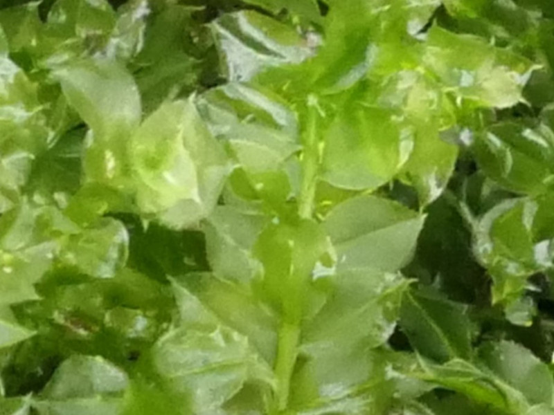 Plagiomnium cuspidatum (Woodsy Thyme-moss) (alternate view 10)