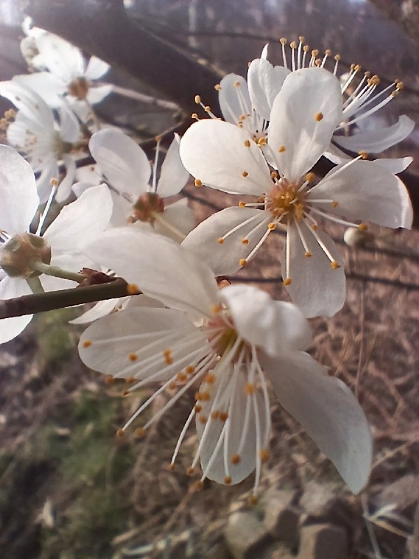 Prunus cerasifera (purple leaf plum, cherry plum) (alternate view 12)