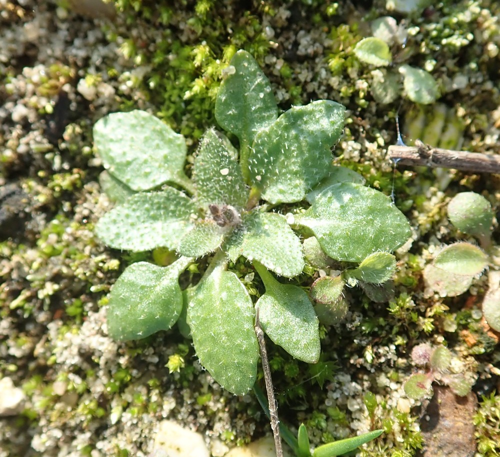 Arabidopsis thaliana (mouse-ear cress) (alternate view 10)