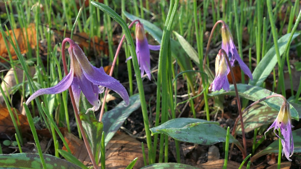 Erythronium (fawn lilies)