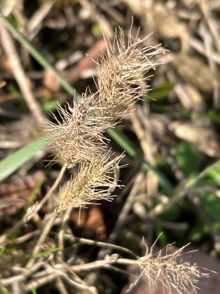 Setaria viridis (Green Bristle Grass) (alternate view 12)