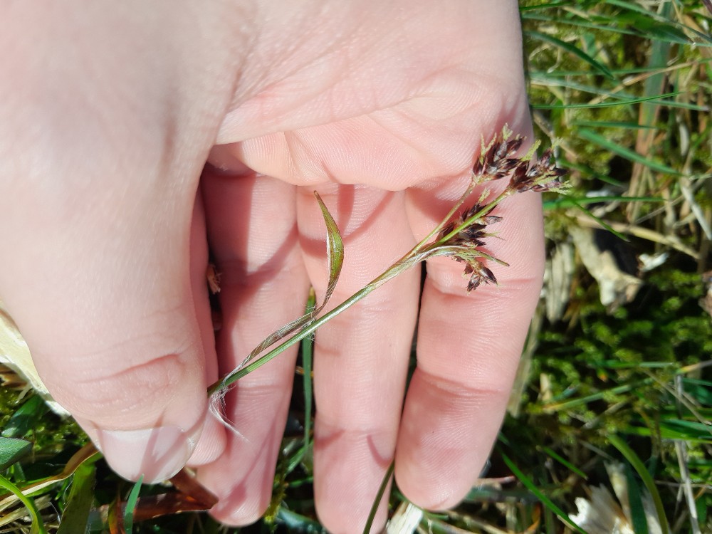 Luzula campestris (Field woodrush) (alternate view 12)
