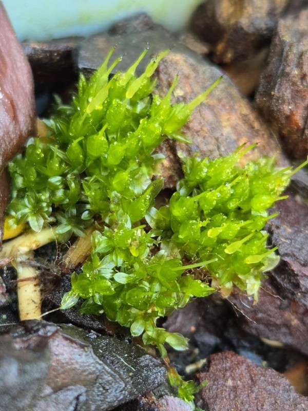 Funaria hygrometrica (Bonfire moss) (alternate view 12)