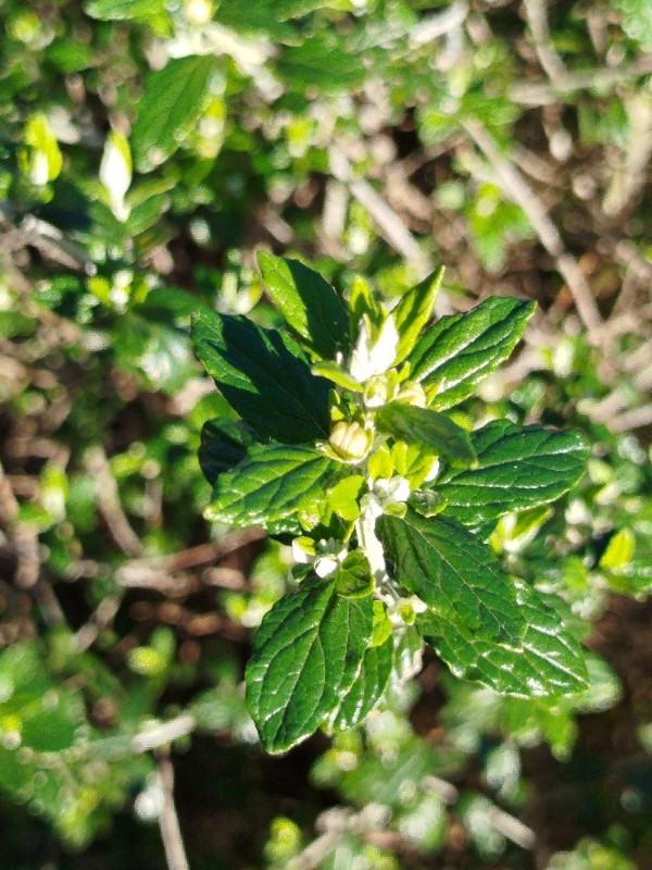 Teucrium fruticans (alternate view 2)