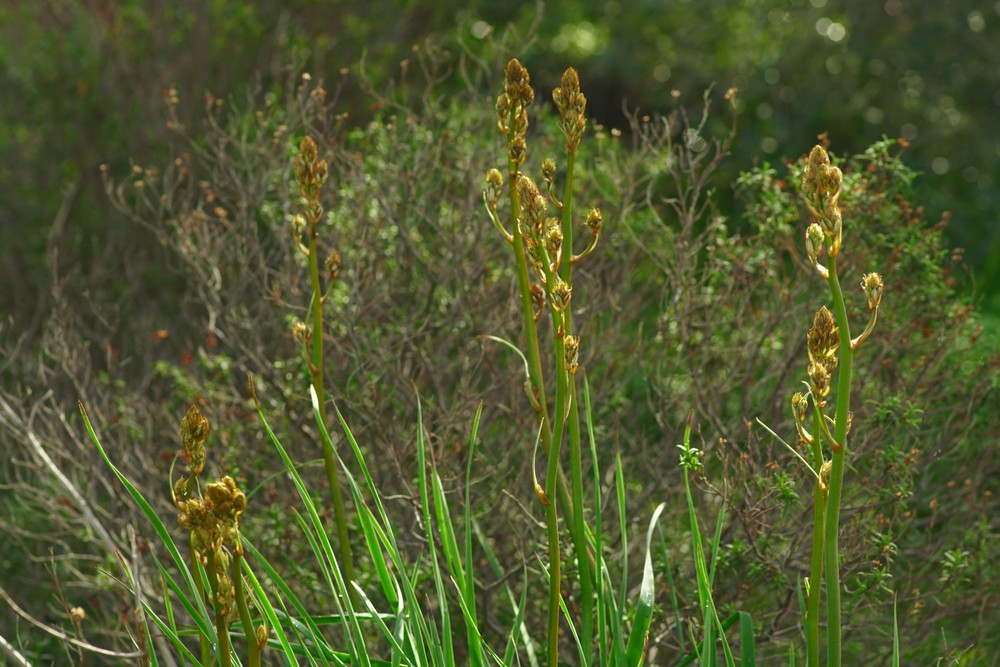 Asphodelus (asphodels)