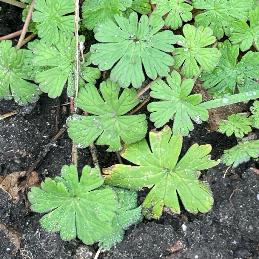 Geranium pusillum (Small-flowered Crane's-bill) (alternate view 12)