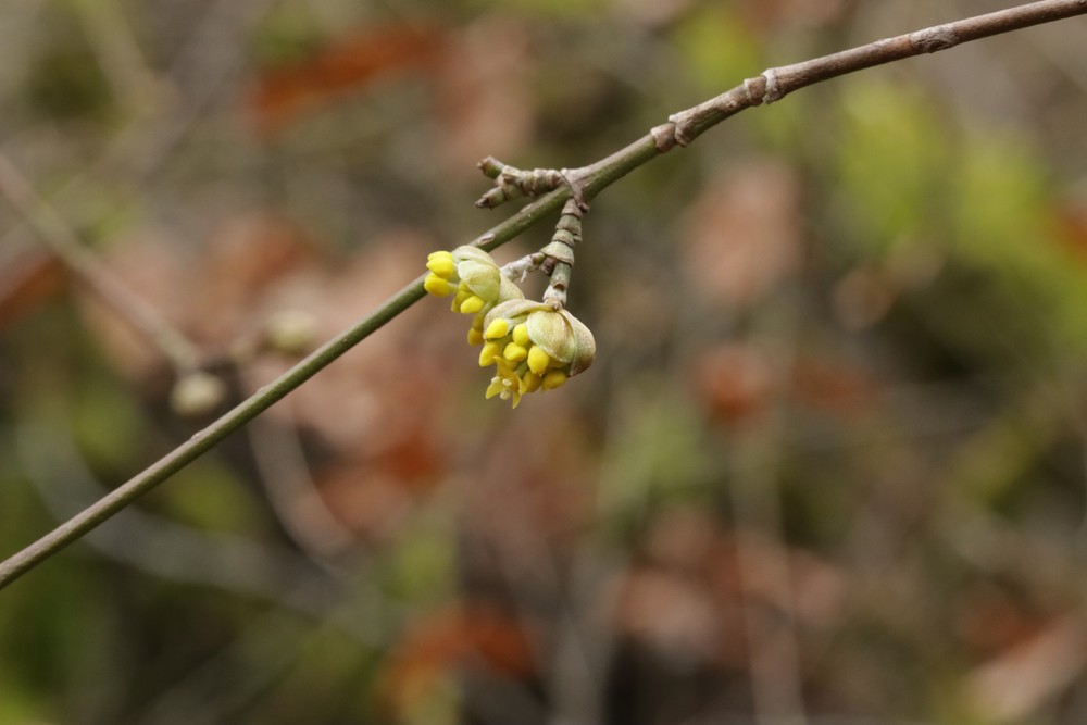 Cornus mas (Cornelian cherry)