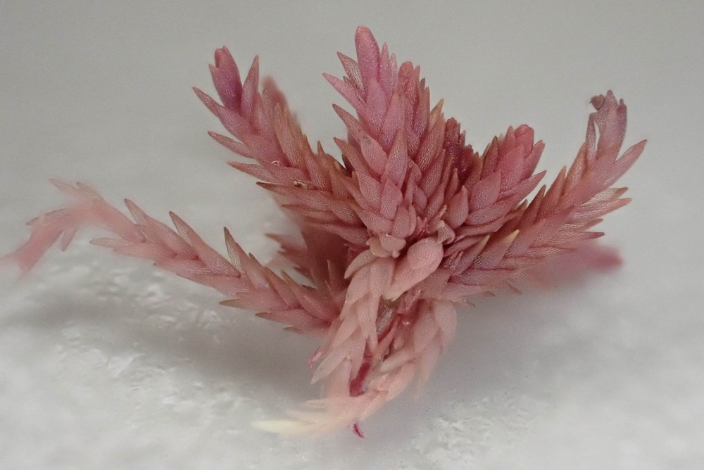 Sphagnum capillifolium (Northern Peatmoss) (alternate view 11)