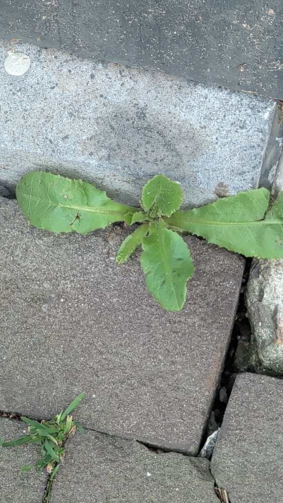 Lactuca (wild lettuces) (alternate view 3)