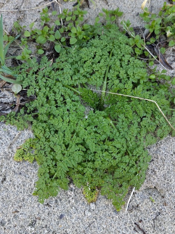 Anthriscus caucalis (Bur Parsley) (alternate view 12)