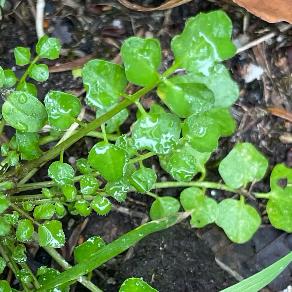 Cardamine flexuosa (wavy bittercress) (alternate view 14)
