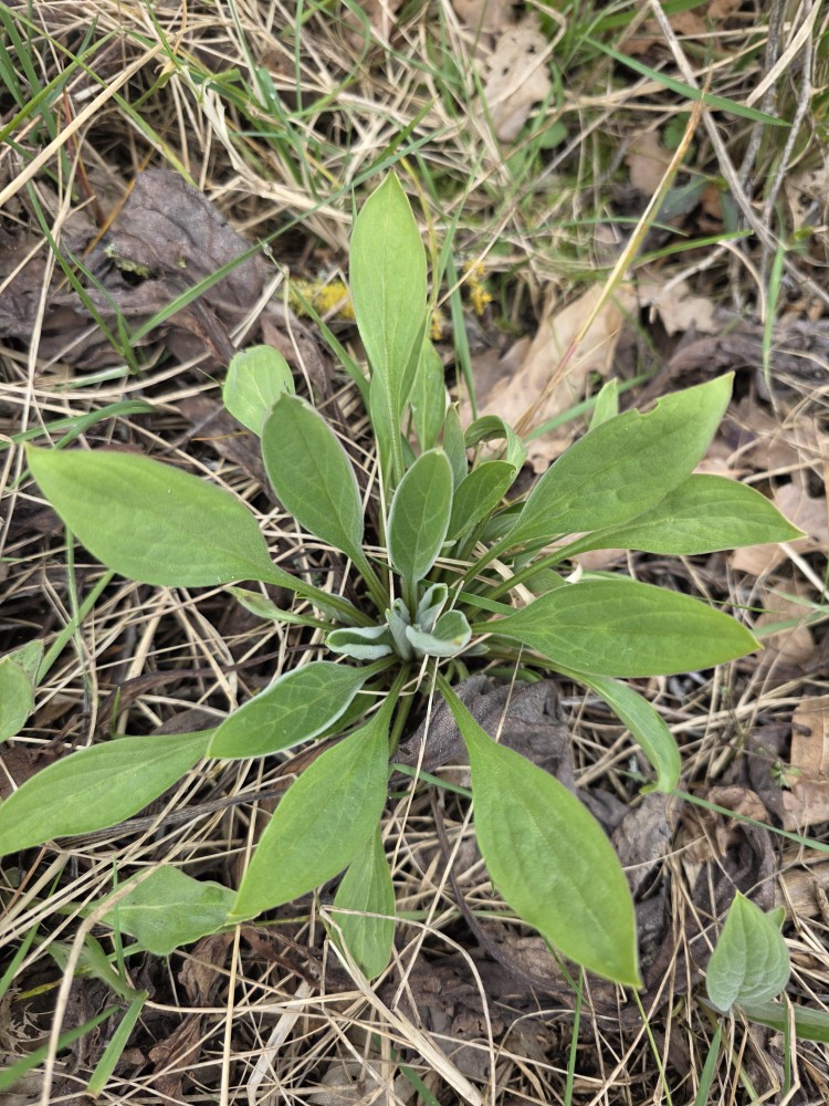 Cynoglossum officinale (hound's-tongue) (alternate view 13)