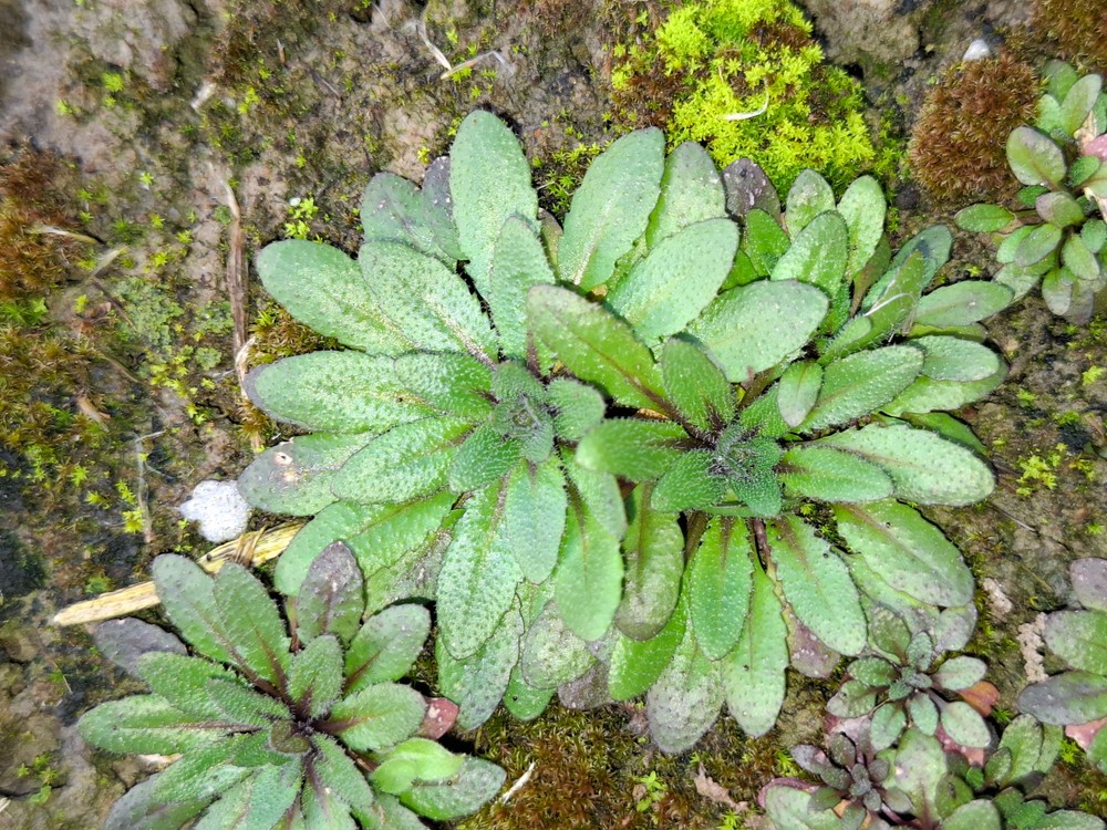 Arabidopsis thaliana (mouse-ear cress) (alternate view 13)